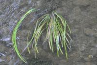 Glyceria fluitans