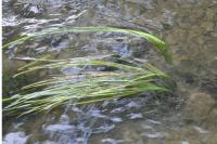 Glyceria fluitans