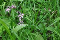 Lychnis flos-cuculi