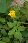 Chelidonium majus