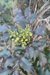 Berberis aquifolium
