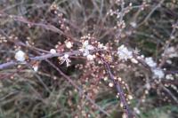 Prunus spinosa