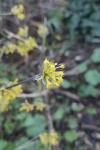 Cornus mas