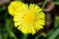 Tussilago farfara