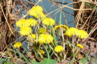 Tussilago farfara
