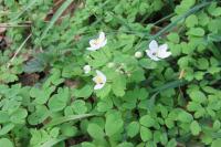 Isopyrum thalictroides