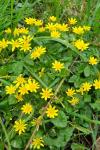 Ficaria verna