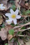 Anemone nemorosa