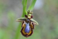 Ophrys speculum