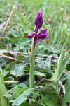 Orchis mascula