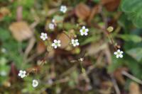 Saxifraga tridactylites