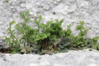 Asplenium ruta-muraria