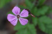 Geranium robertianum