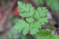 Geranium robertianum