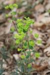 Euphorbia amygdaloides