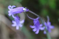 Hyacinthoides non-scripta
