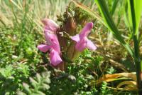 Pedicularis sylvatica