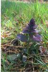 Ajuga reptans