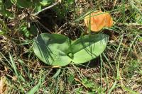 Neottia ovata
