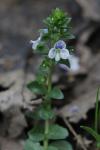 Veronica serpyllifolia