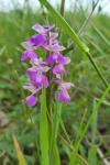 Anacamptis morio
