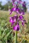 Anacamptis morio