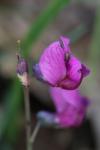 Lathyrus linifolius