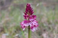 Orchis purpurea