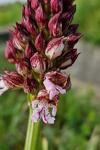 Orchis purpurea