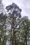 Pinus sylvestris