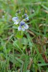 Veronica serpyllifolia