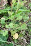Saxifraga granulata