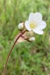 Saxifraga granulata