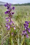 Anacamptis morio