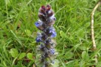 Ajuga reptans