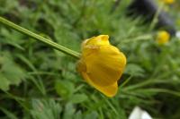 Ranunculus repens