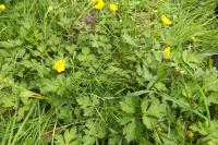 Ranunculus repens