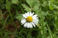 Bellis perennis