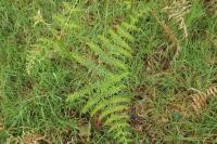 Pteridium aquilinum