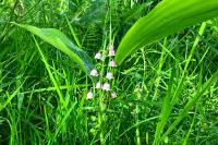 Convallaria majalis