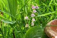 Convallaria majalis