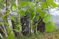 Betula pendula