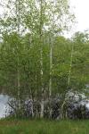 Betula pendula