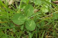 Trifolium repens