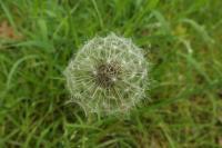 Taraxacum officinale