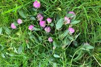 Trifolium pratense