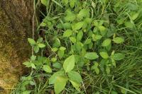 Lonicera periclymenum