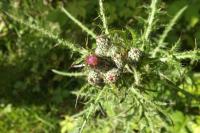 Cirsium palustre