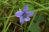 Viola riviniana