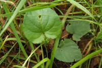 Viola riviniana